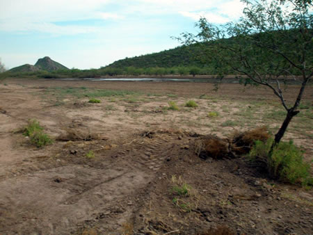 Creating a dove hunting park!