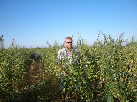 Creating a dove hunting park!