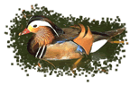 Bird Hunting In Mexico
