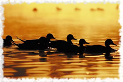 Ducks